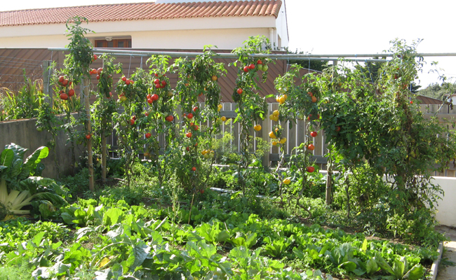 tuteur-tomates